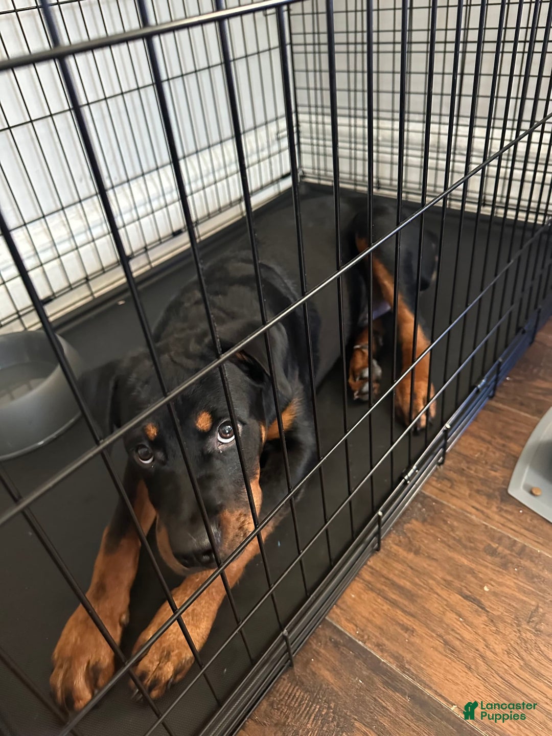 Gallery Image {{count}}