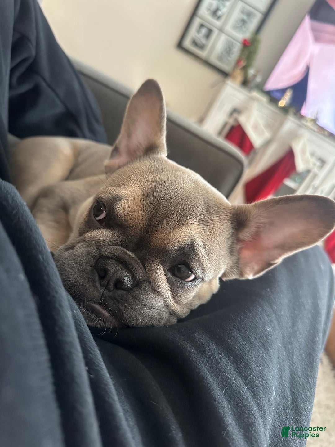 French Bulldog dogs for sale: Tessa - Ad 3