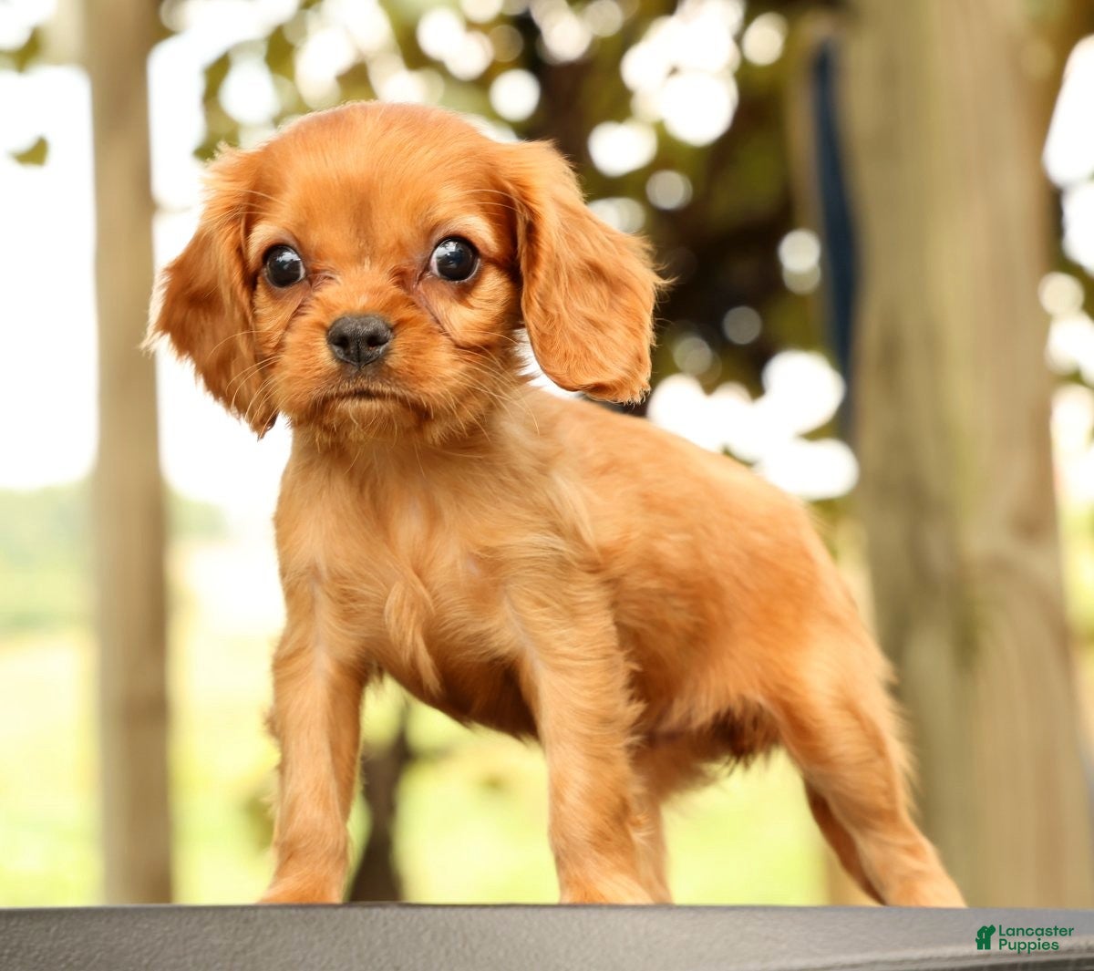 Cavalier King Charles Spaniel dogs Violet - Ad 2