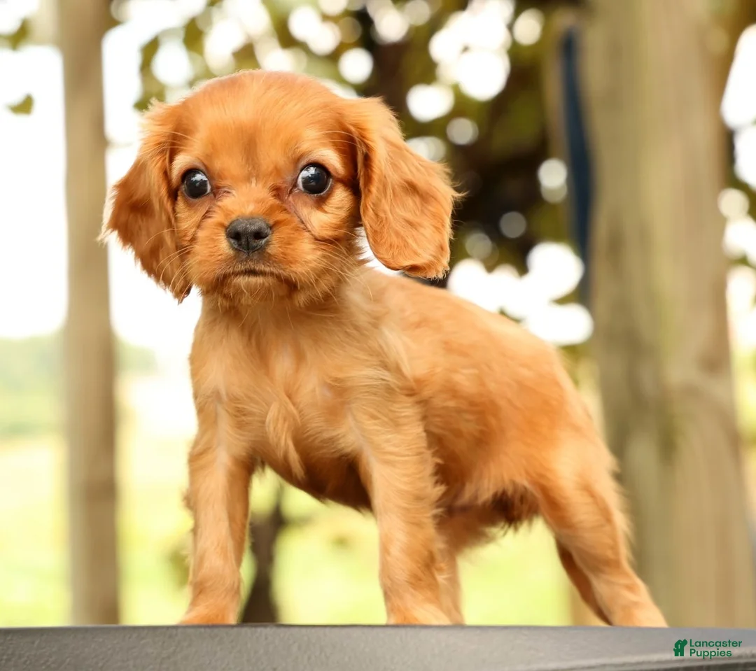 Cavalier King Charles Spaniel dogs for sale: Violet - Ad 2