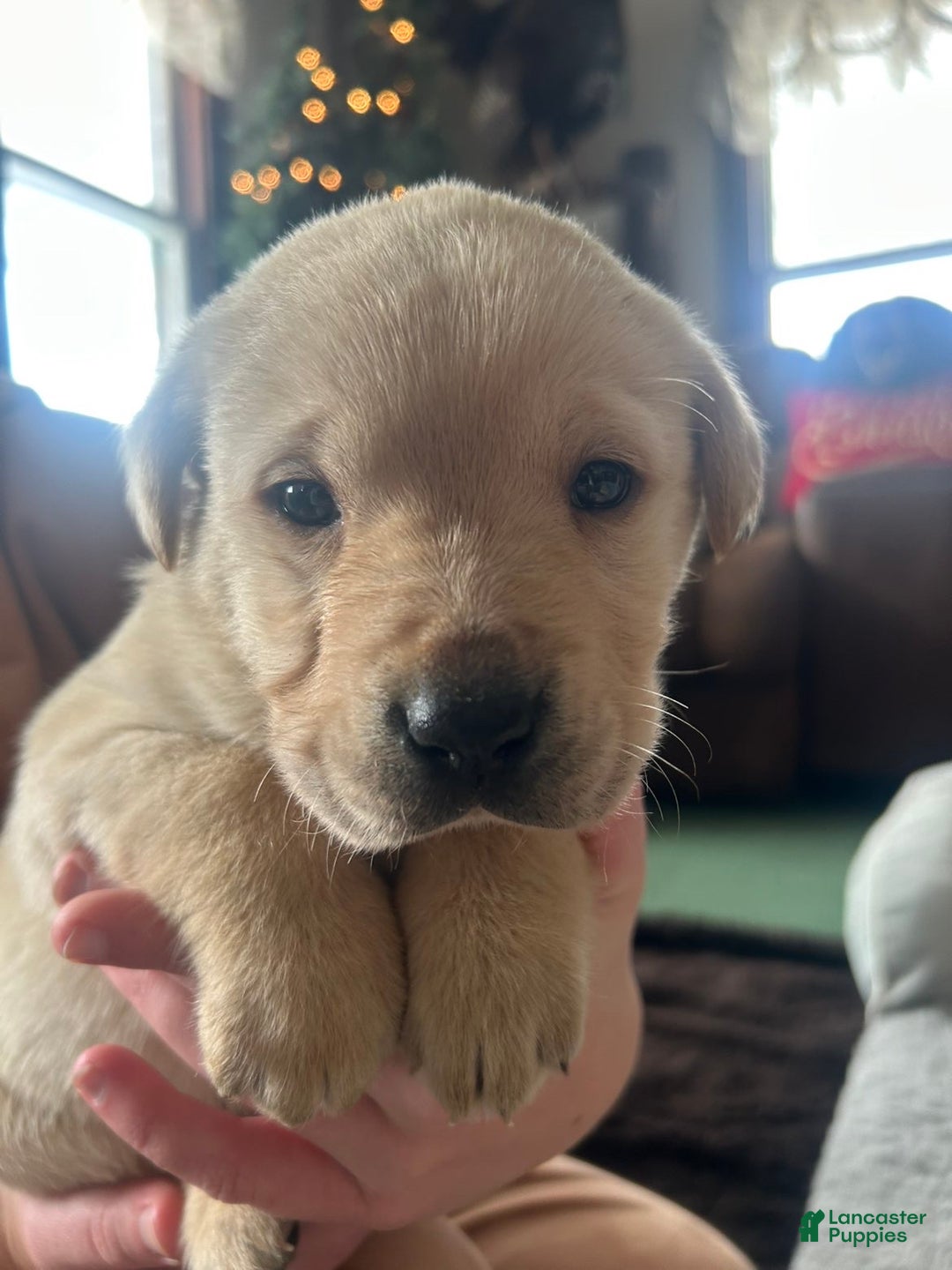 Labrador Retriever dogs for sale: Labrador Retriever Puppy 1 - Ad 1