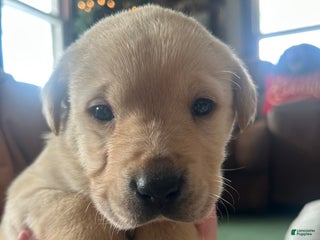 Labrador Retriever dogs Labrador Retriever Puppy 1 - Ad 26