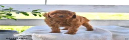 Miniature Poodle dogs for sale: Biff - Ad 2