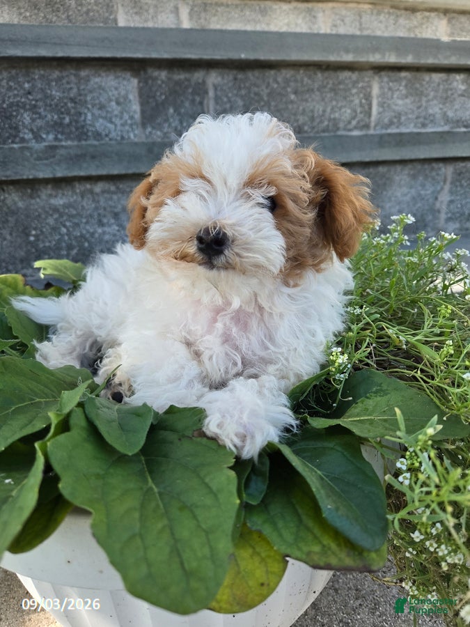 Miniature Poodle dogs Jack - Ad 2