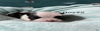 Boston Terrier 2