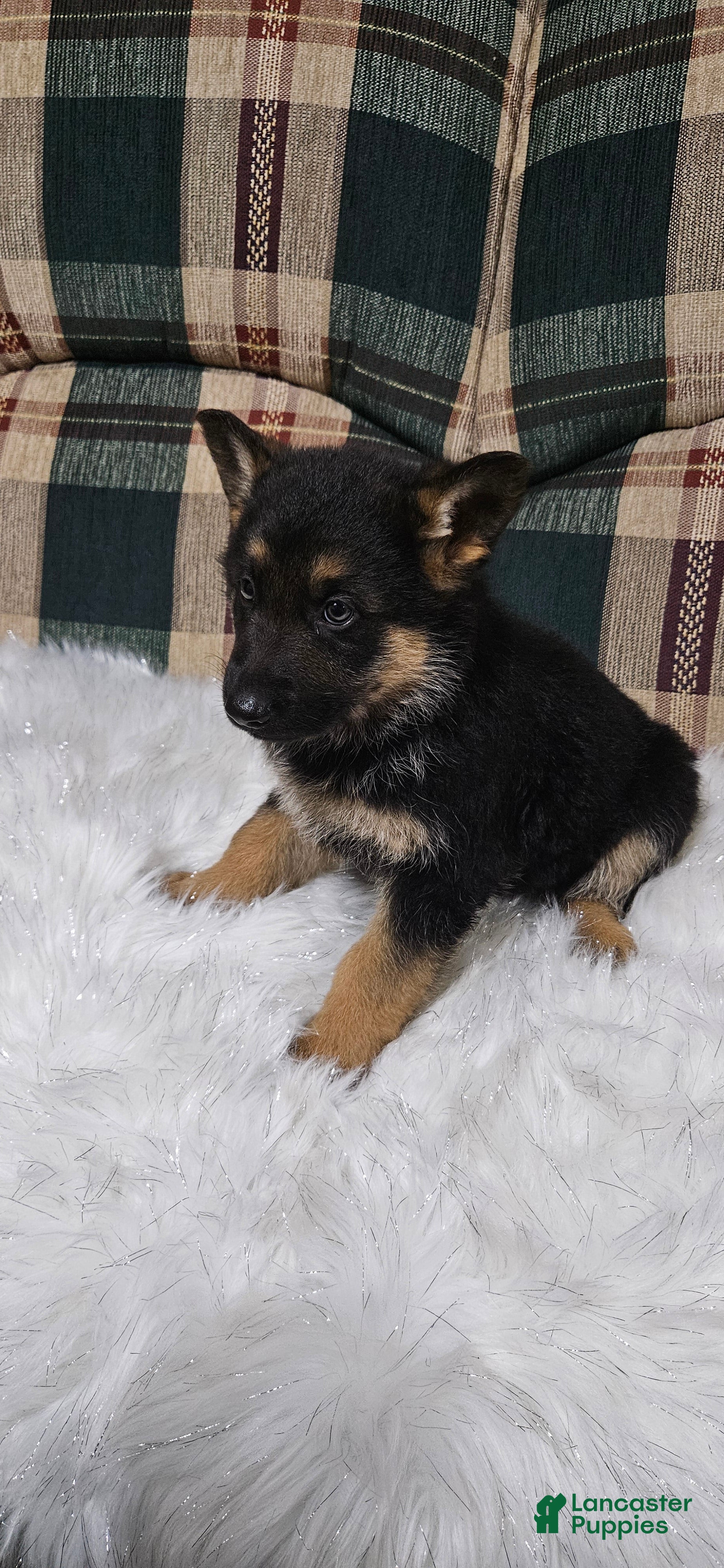 German Shepherd dogs Finn - Ad 18