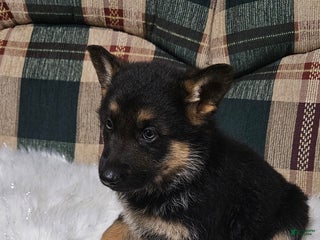 German Shepherd dogs Finn - Ad 6