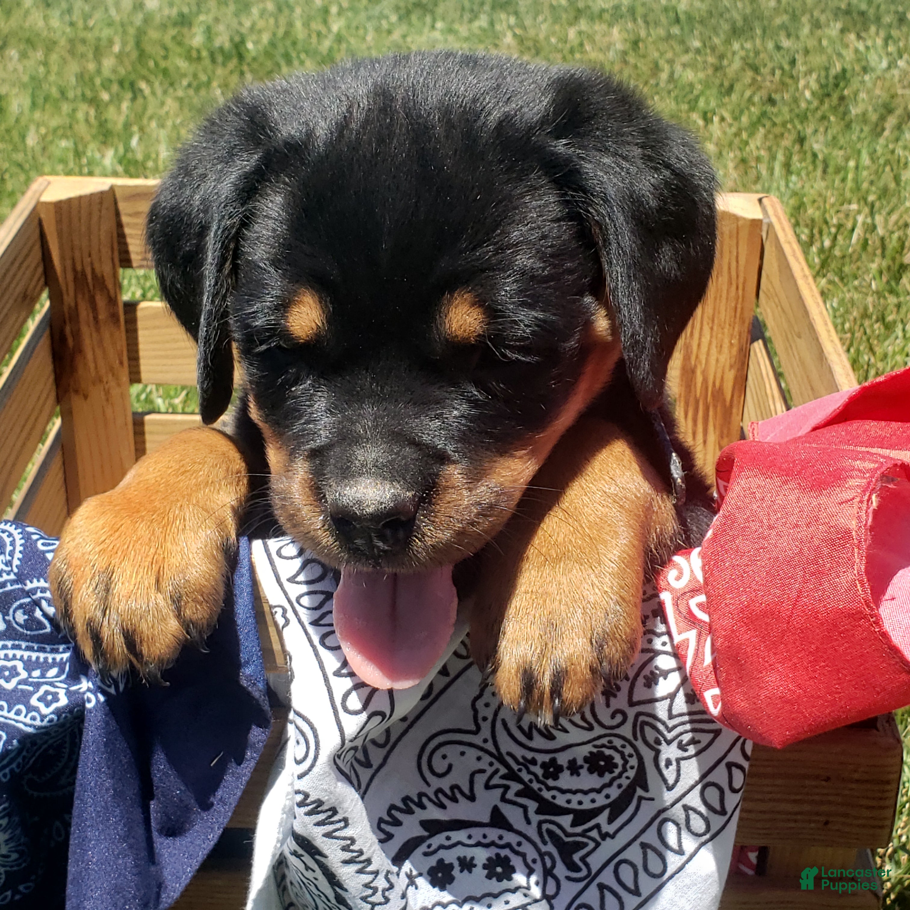 Rottweiler dogs Brynn - Ad 1