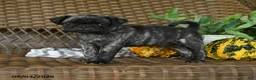 Pug dogs for sale: Mochi  - Ad 5