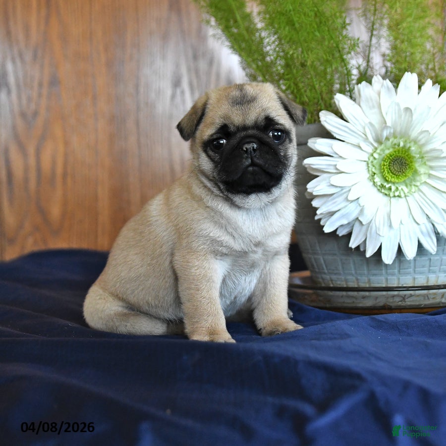 Pug dogs Chuck - Ad 1