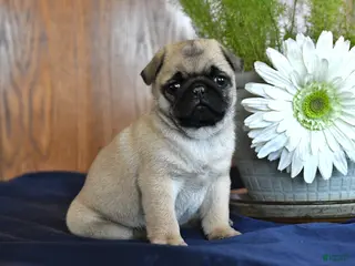 Pug dogs for sale: Chuck - Ad 1