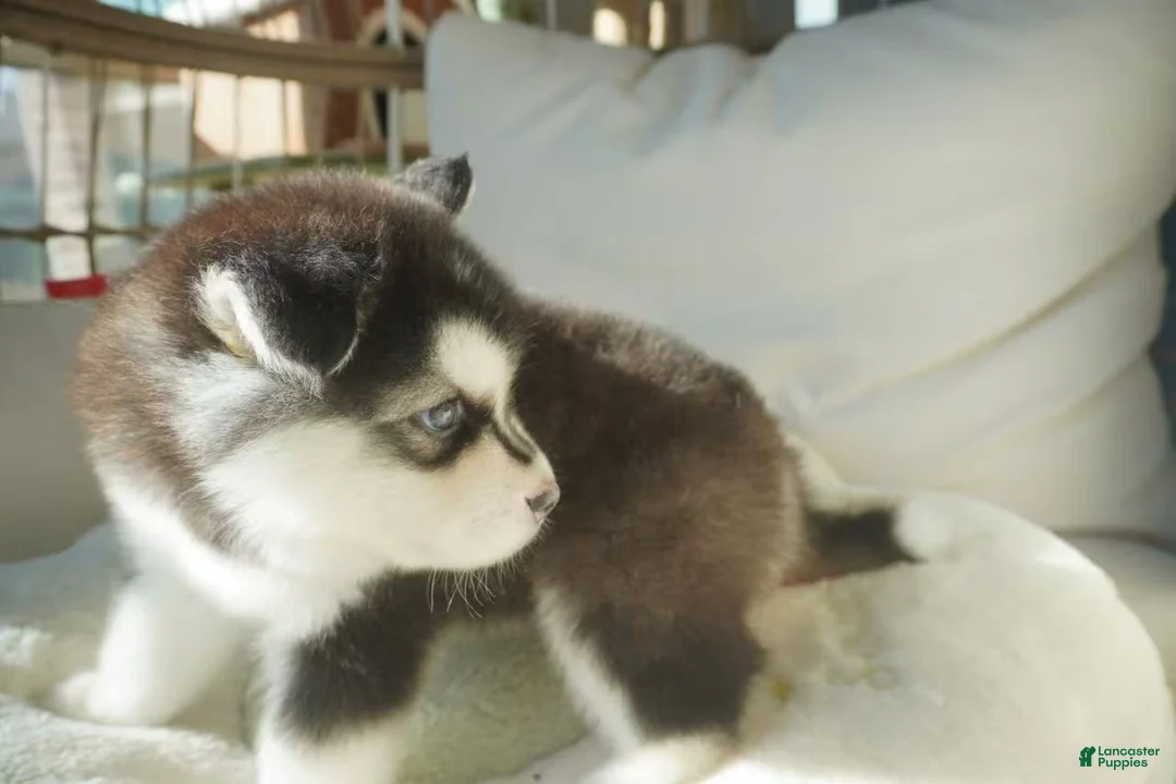 Alaskan Malamute dogs for sale: Saseme - Ad 9