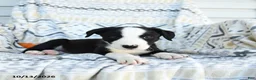Border Collie dogs for sale: Echo - Ad 2