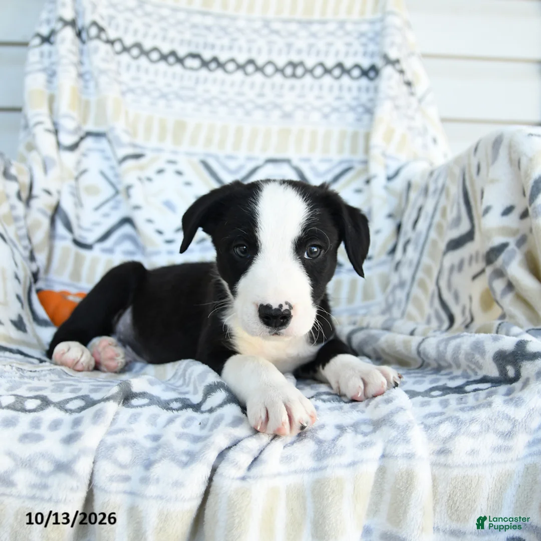 Border Collie dogs for sale: Echo - Ad 2