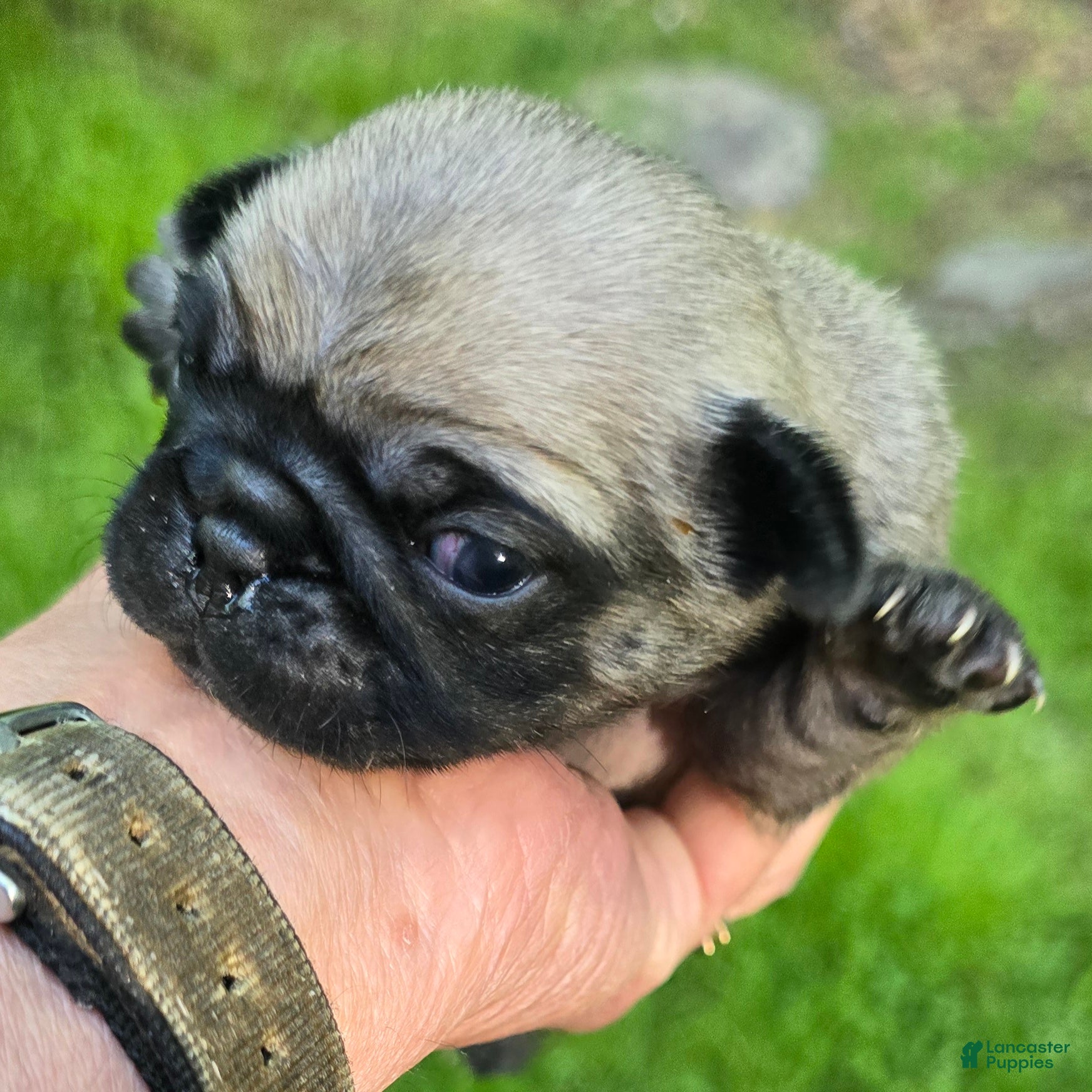 Pug dogs Chad - Ad 2