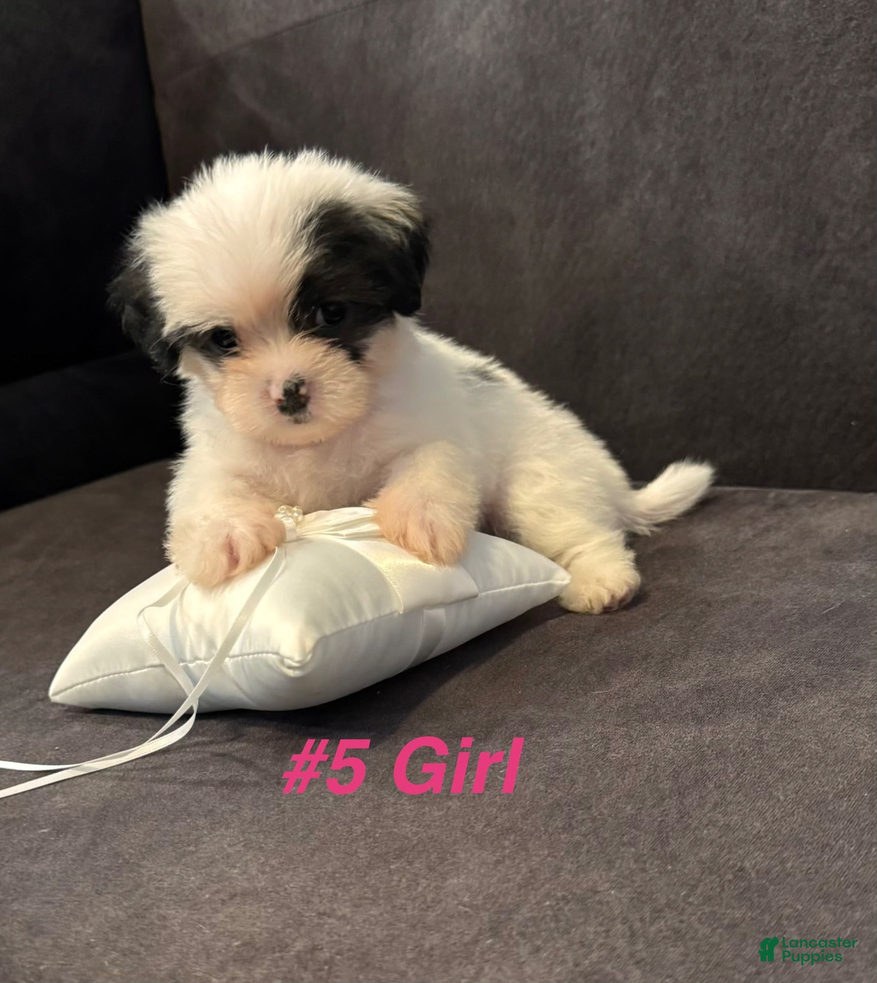 Shih Tzu dogs Shih Tzu 2 - Ad 11