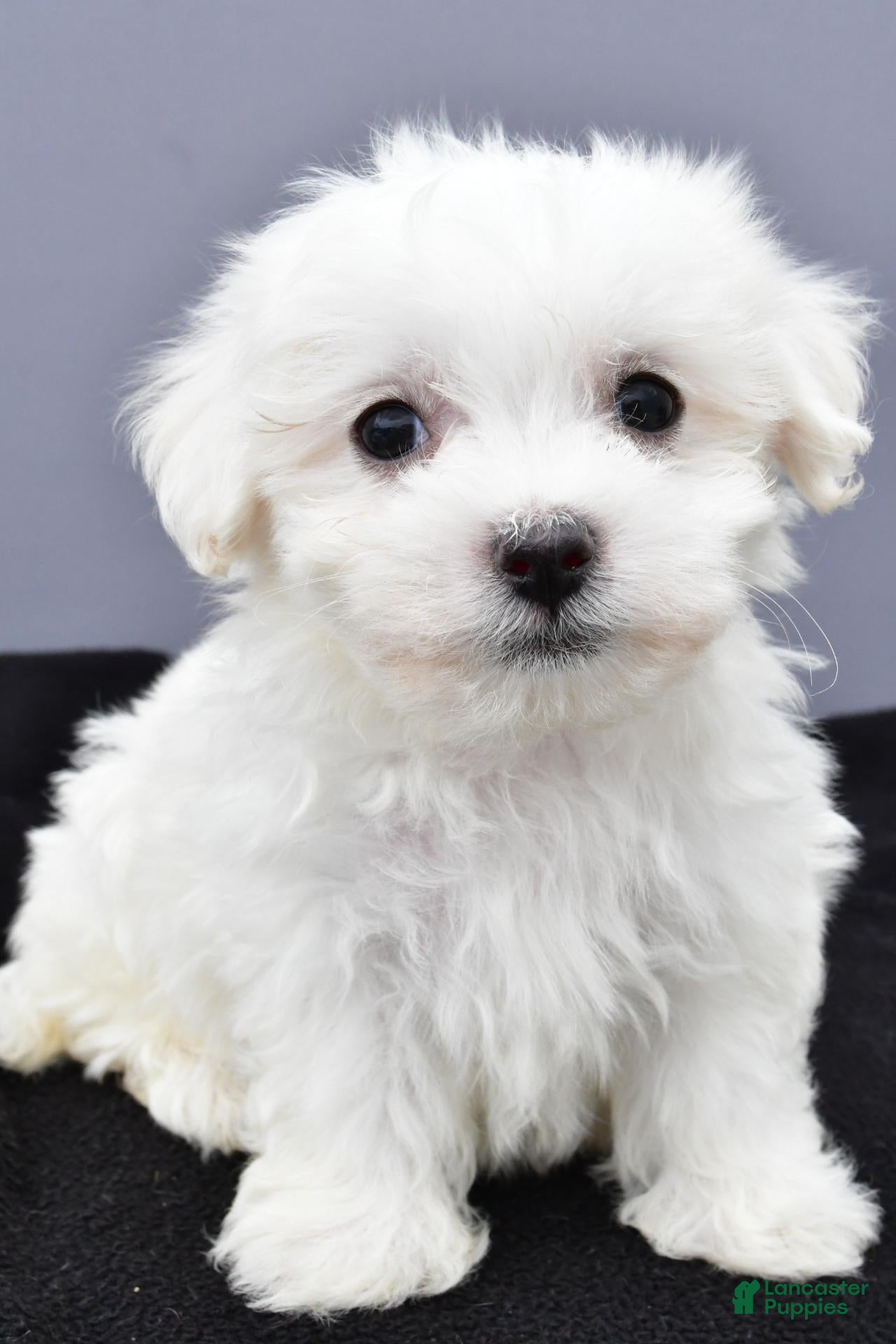 Maltese dogs Benny - Ad 2