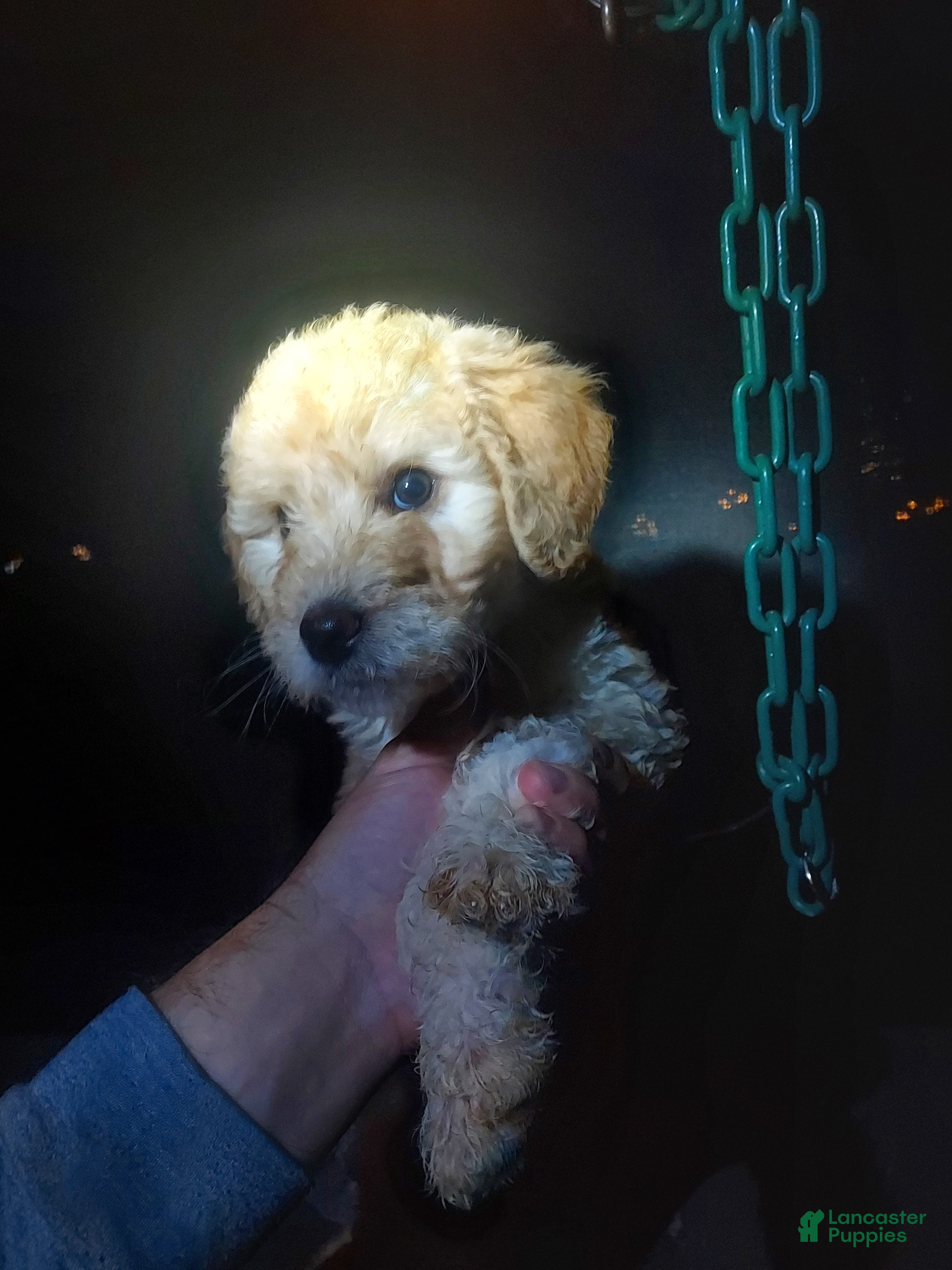 Goldendoodle dogs Goldendoodle Puppy 7 - Ad 19