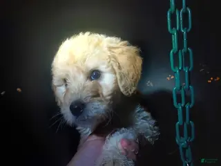 Goldendoodle dogs Goldendoodle Puppy 7 - Ad 19