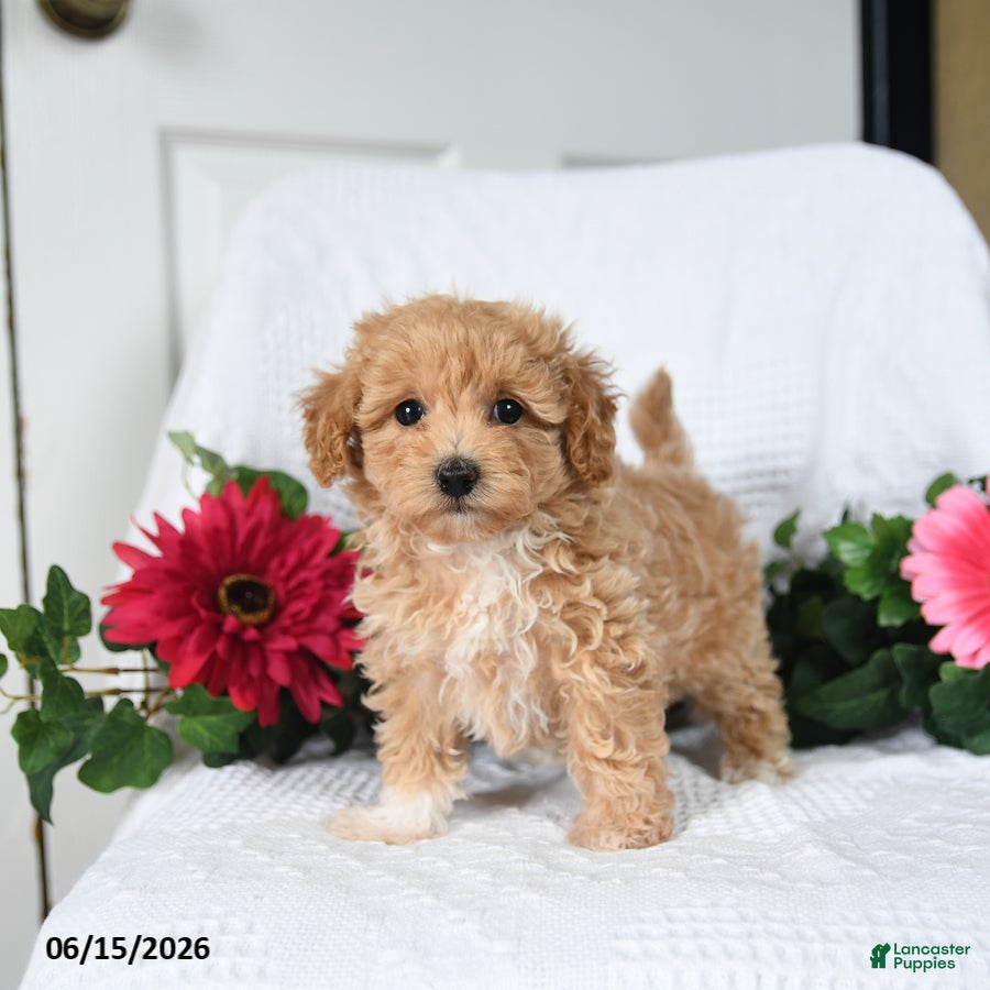 Maltipoo dogs Kayla - Ad 2