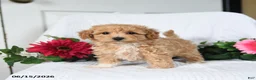 Maltipoo dogs for sale: Kayla - Ad 2
