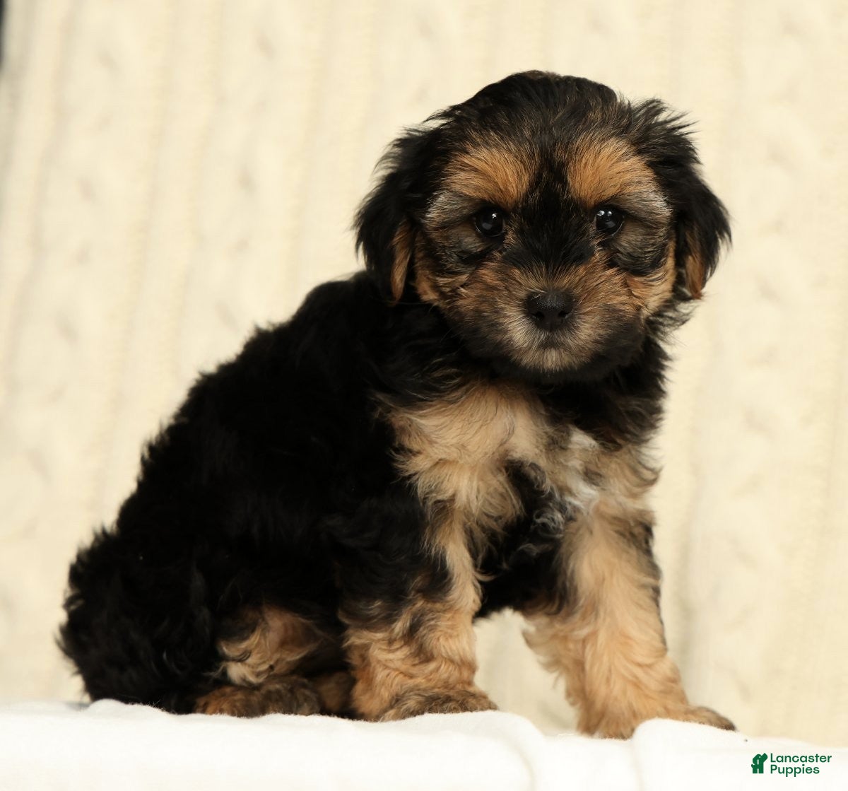 Yorkiepoo dogs Cola - Ad 1