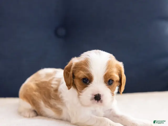 Cavalier King Charles Spaniel dogs Chilli - Ad 2