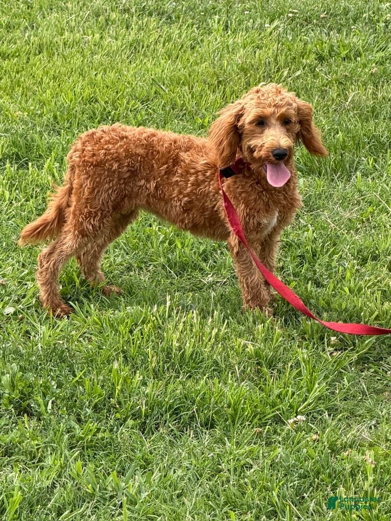 Labradoodle dogs Mini Labradoodle Tanzy - Ad 11