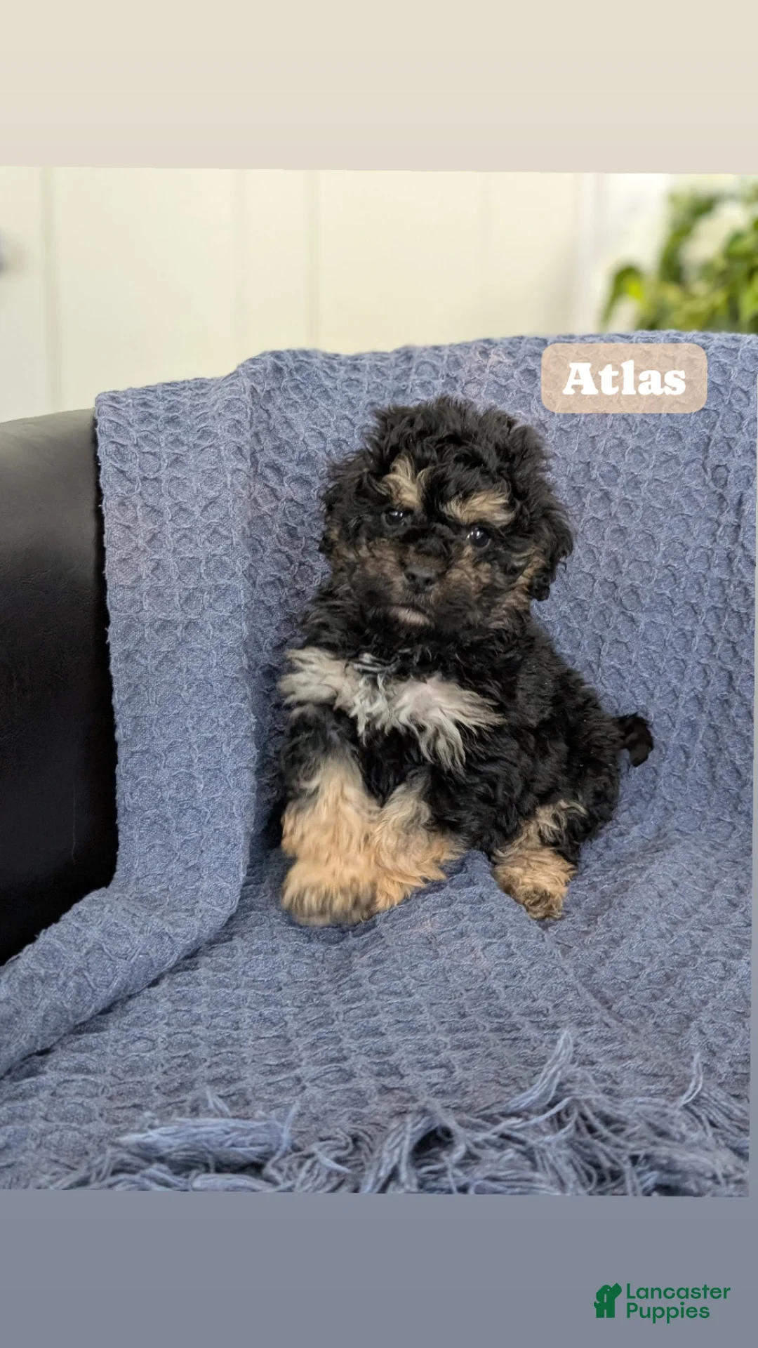 Cockapoo dogs for sale: Tiny Angelina  - Ad 8