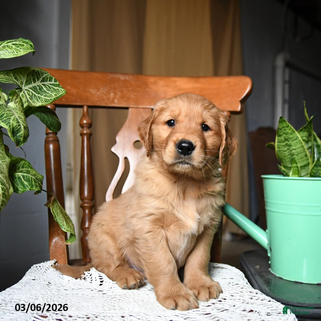 Golden Retriever dogs for sale: Cheddar - Ad 1
