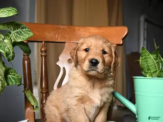 Golden Retriever dogs for sale: Cheddar - Ad 3