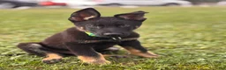 German Shepherd dogs for sale: Max - Ad 4