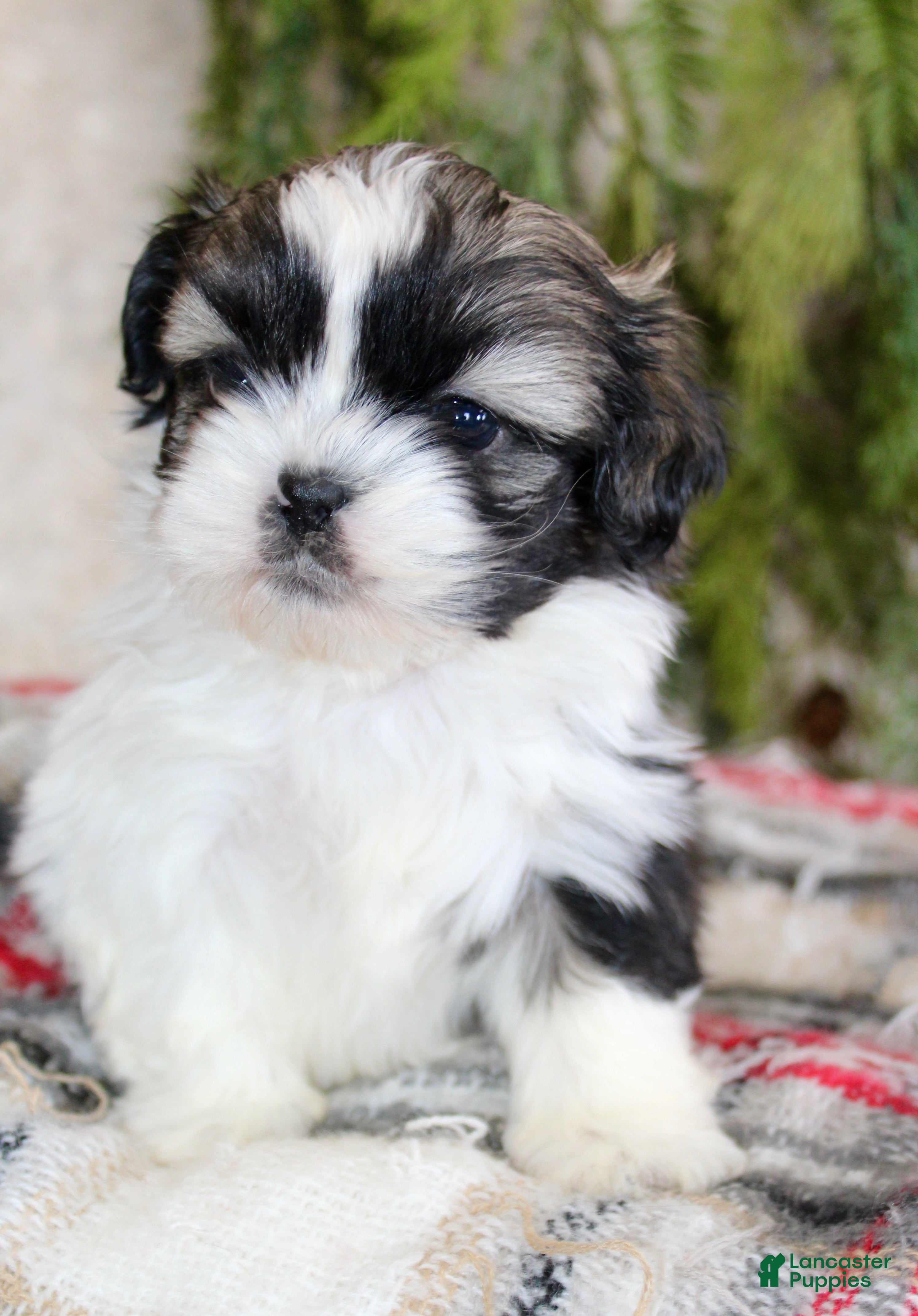 Shih Tzu dogs Shih Tzu Puppy 3 - Ad 1