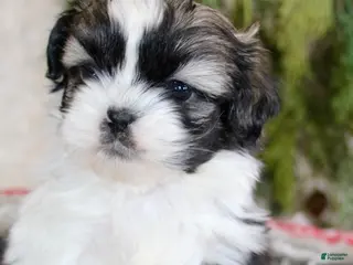 Shih Tzu dogs Shih Tzu Puppy 3 - Ad 1