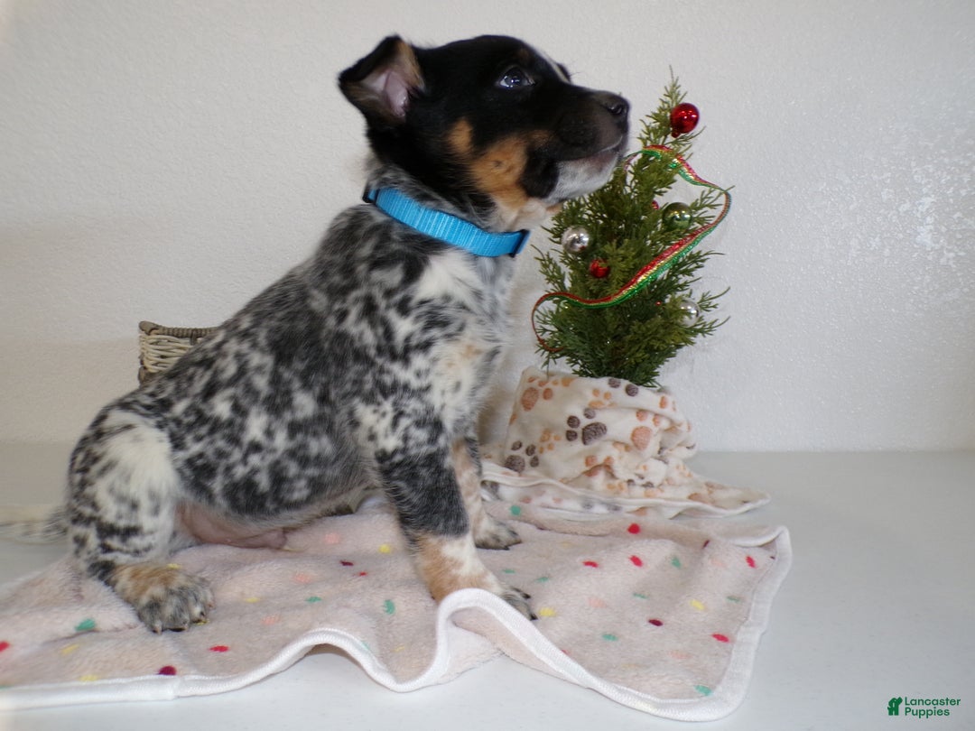 Australian Cattle Dog dogs for sale: Australian Cattle Dog Puppy 1 Jarvis - Ad 3