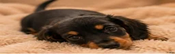 Miniature Dachshund dogs for sale: Tini - Ad 4