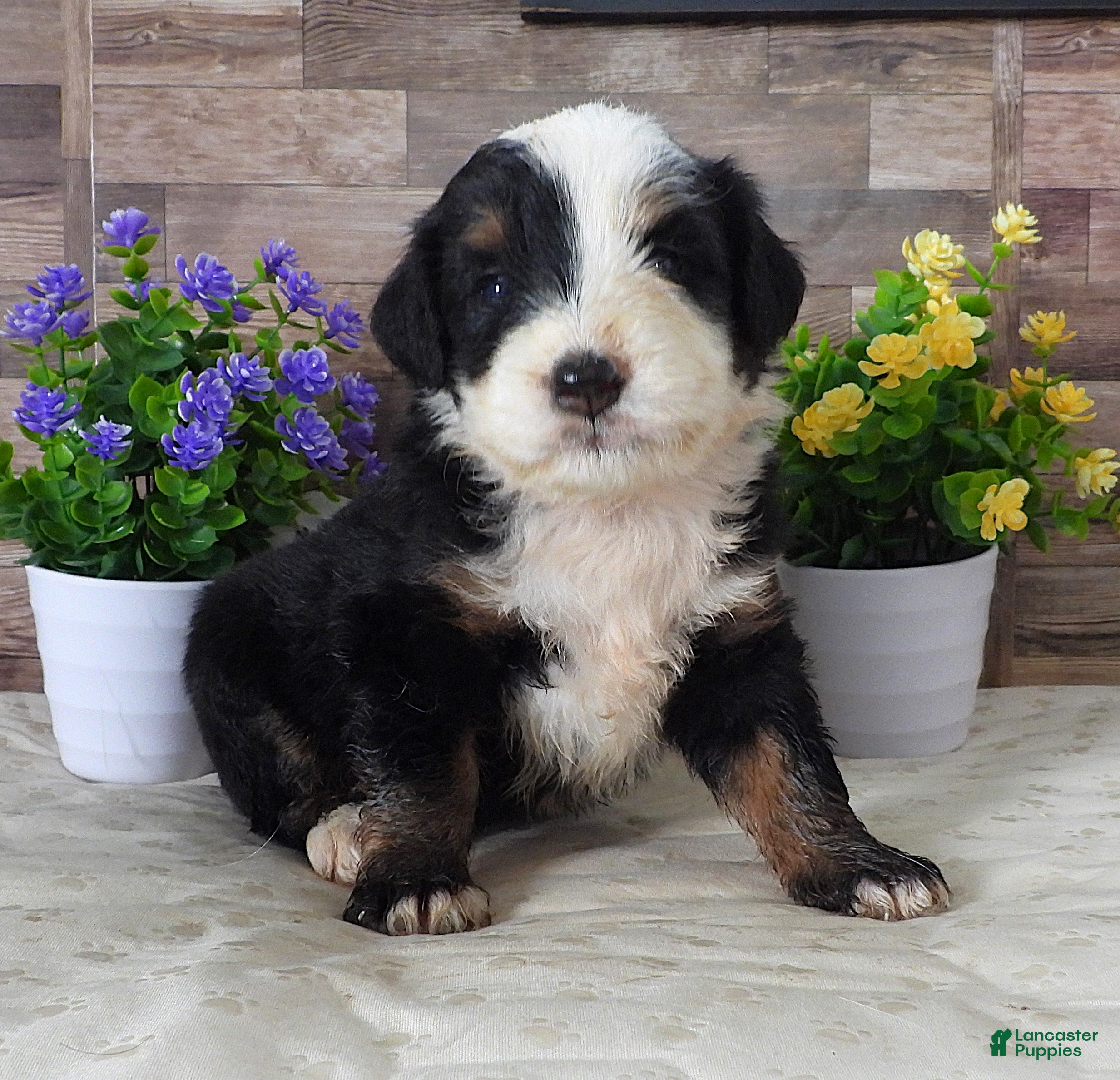 Mini Bernedoodle dogs #4 Female (Splash's) - Ad 37
