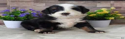 Mini Bernedoodle dogs for sale: #4 Female (Splash's) - Ad 5