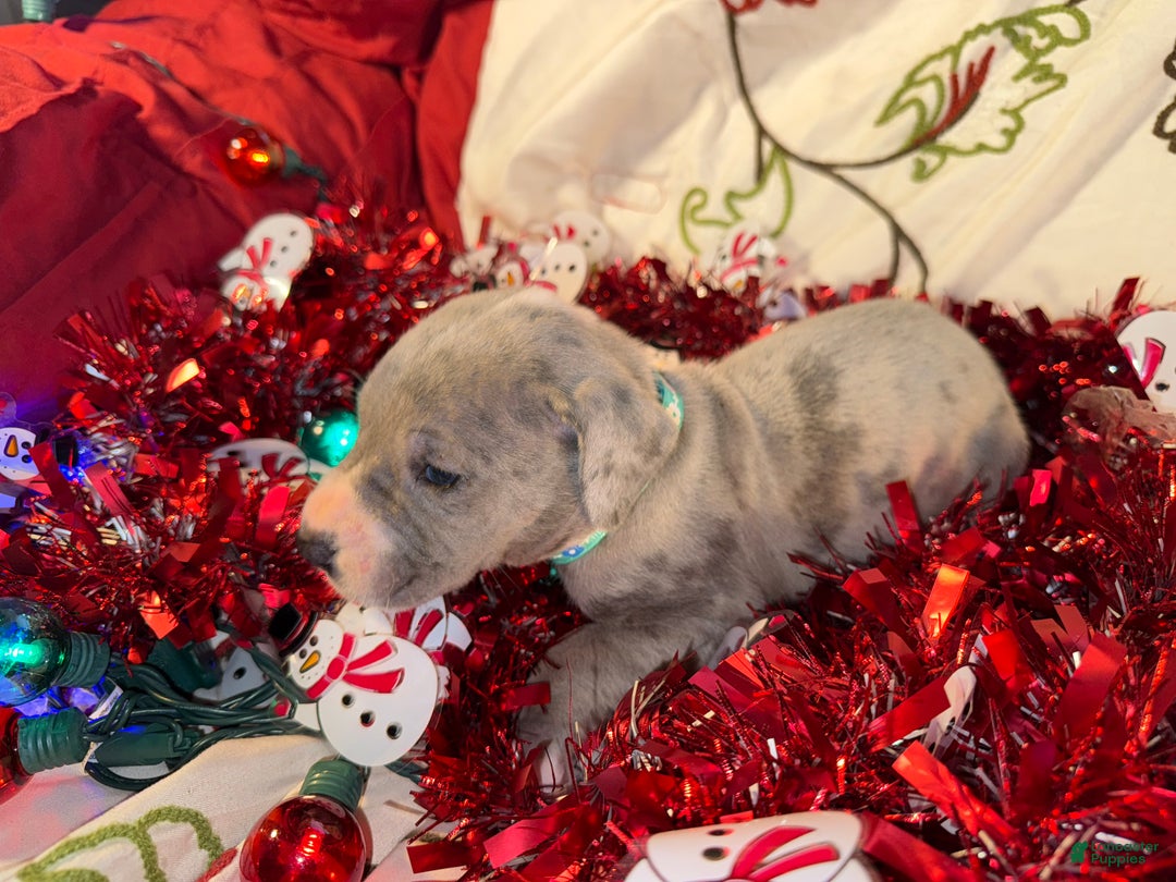 Great Dane dogs for sale: Sky - Ad 6