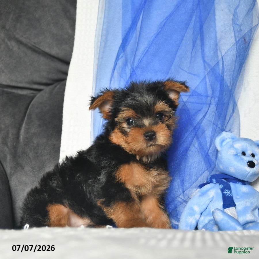 Yorkshire Terrier dogs Levi  - Ad 2