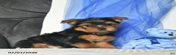 Yorkshire Terrier dogs for sale: Levi  - Ad 2