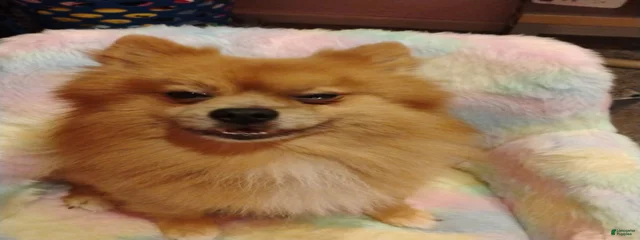 Dash