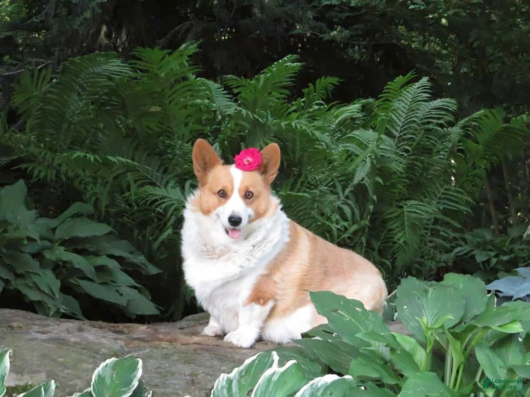 Gallery Image {{count}}