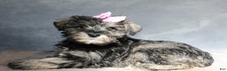 Miniature Schnauzer dogs for sale: Teagan - Ad 3