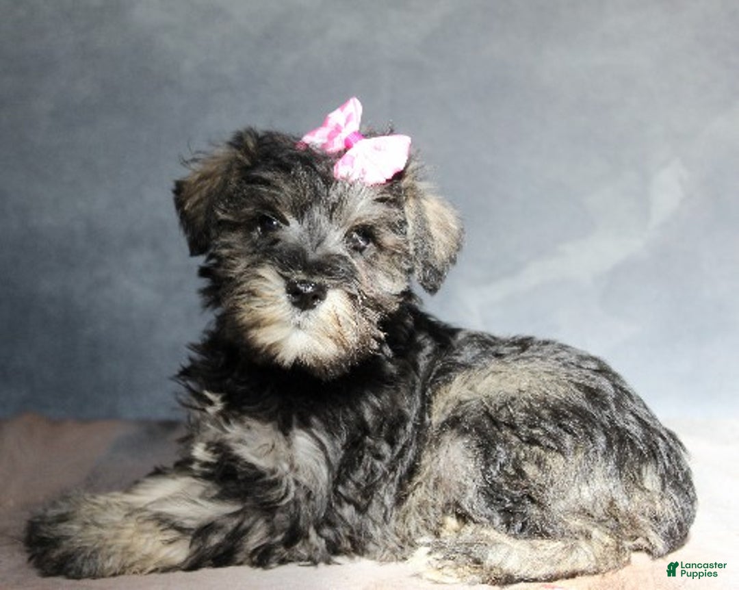 Miniature Schnauzer dogs for sale: Teagan - Ad 3