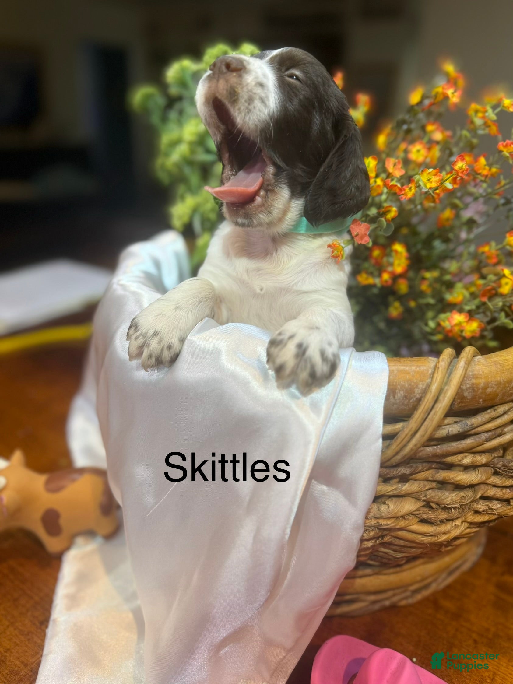 Brittany Spaniel dogs Skittles - Ad 1