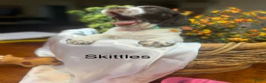 Skittles