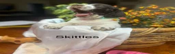 Brittany Spaniel dogs for sale: Skittles - Ad 1