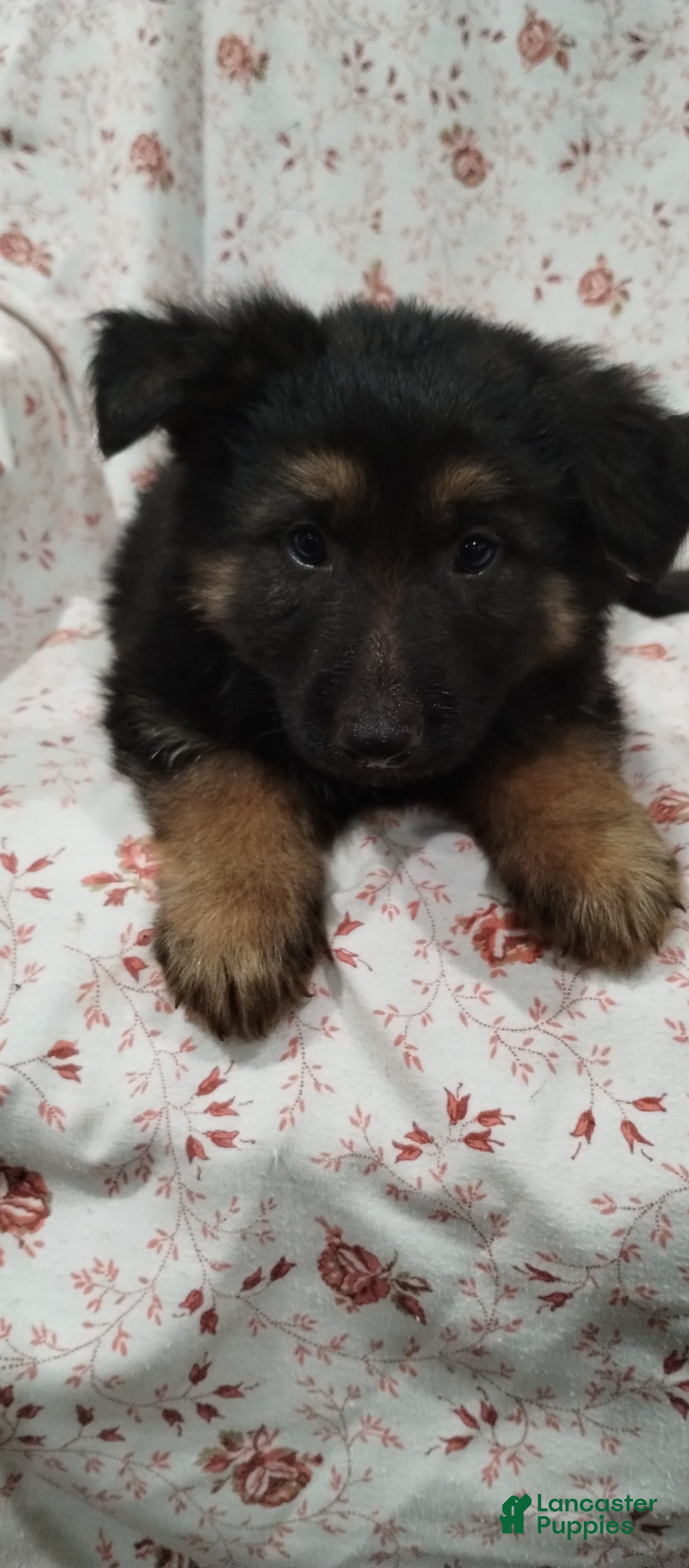 German Shepherd dogs German Shepherd Puppy 5 - Ad 42
