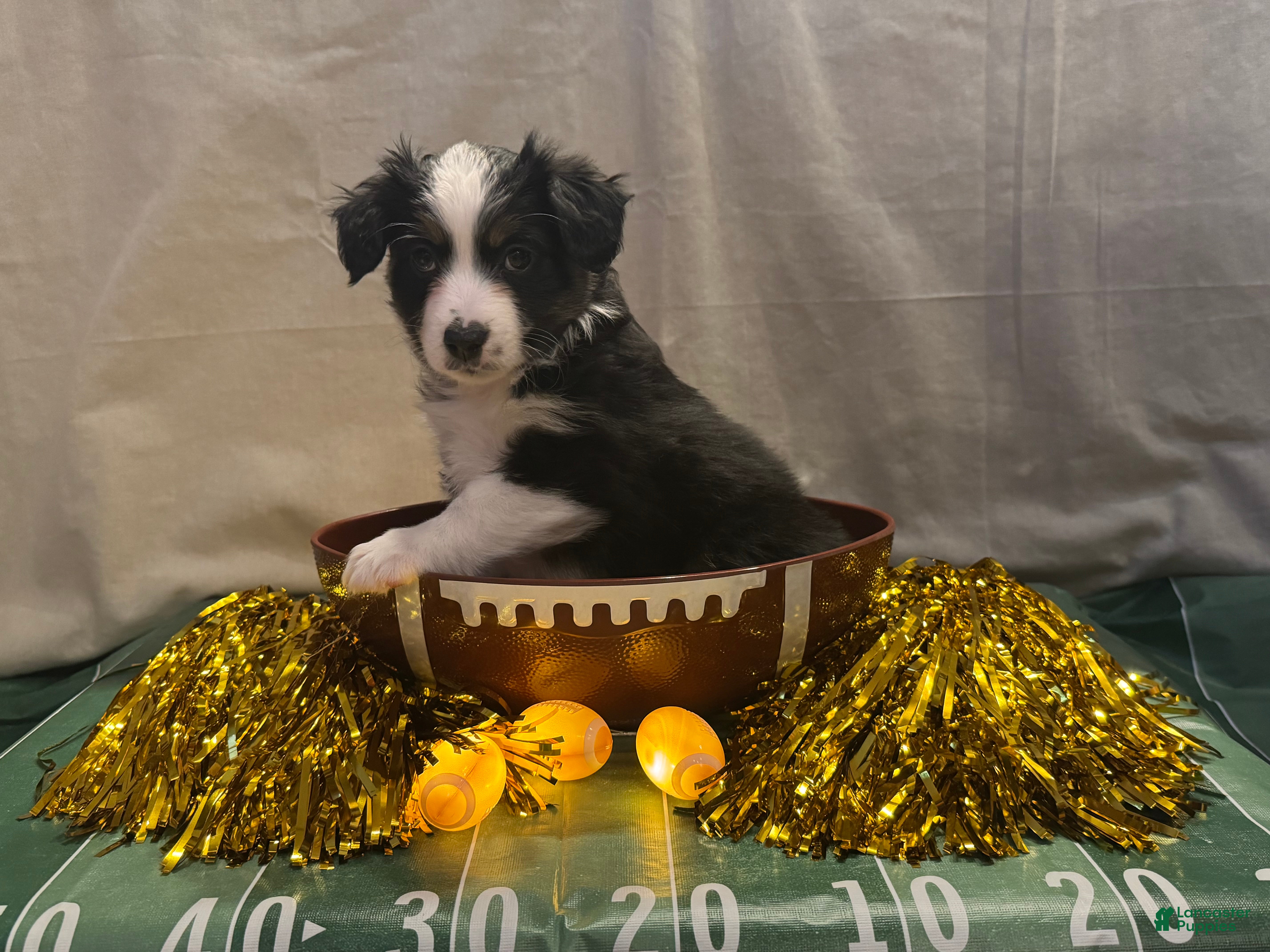 Miniature Australian Shepherd dogs Miniature Australian Shepherd 8 - Ad 2